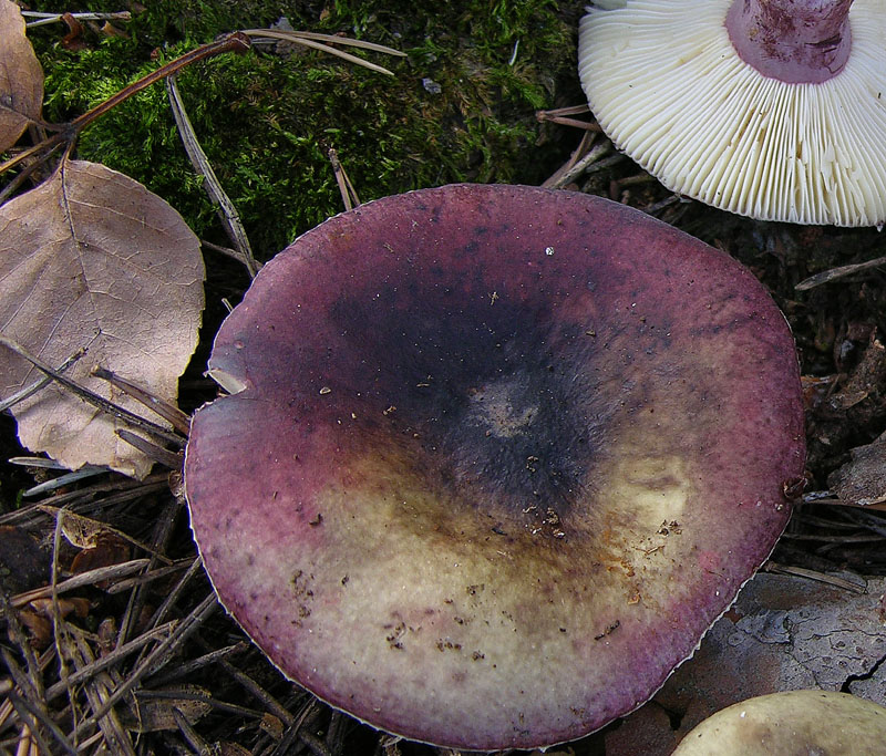 Russula da determinare (cfr. Russula torulosa)